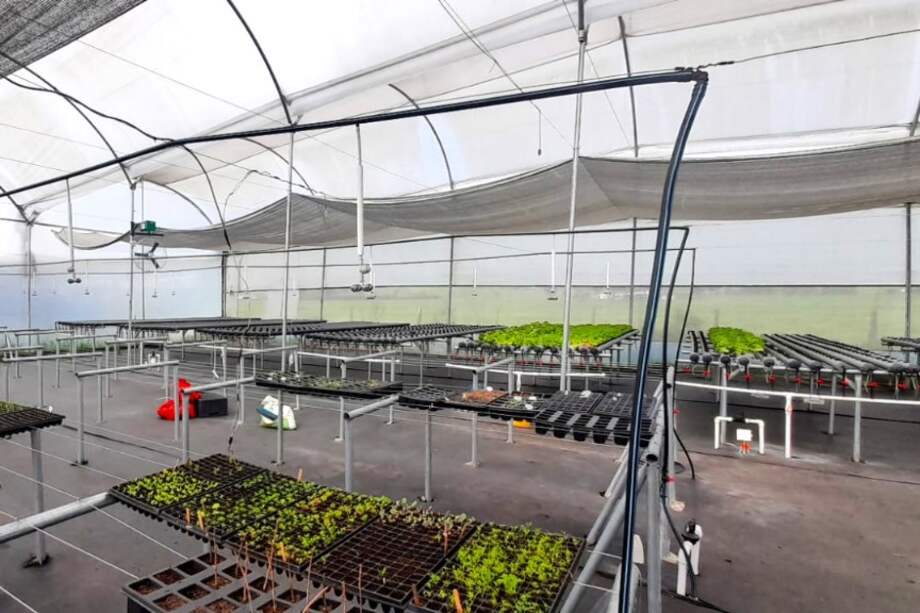 Una app creada por estudiantes de la Universidad de Cundinamarca.