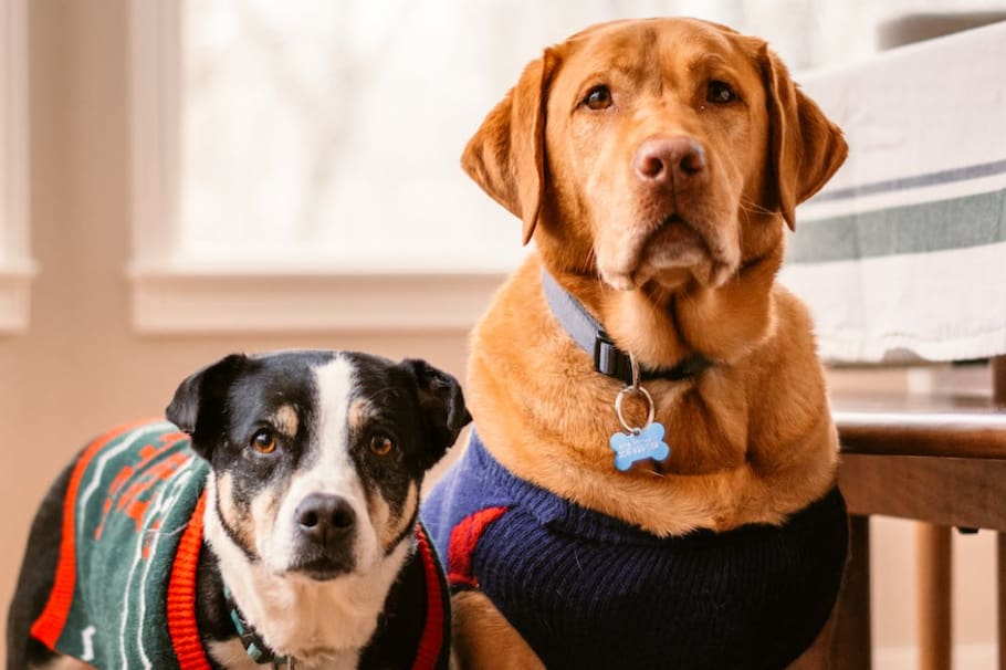 Si alguna vez te has preguntado cuántas razas de perros hay en el mundo, aquí te contamos.