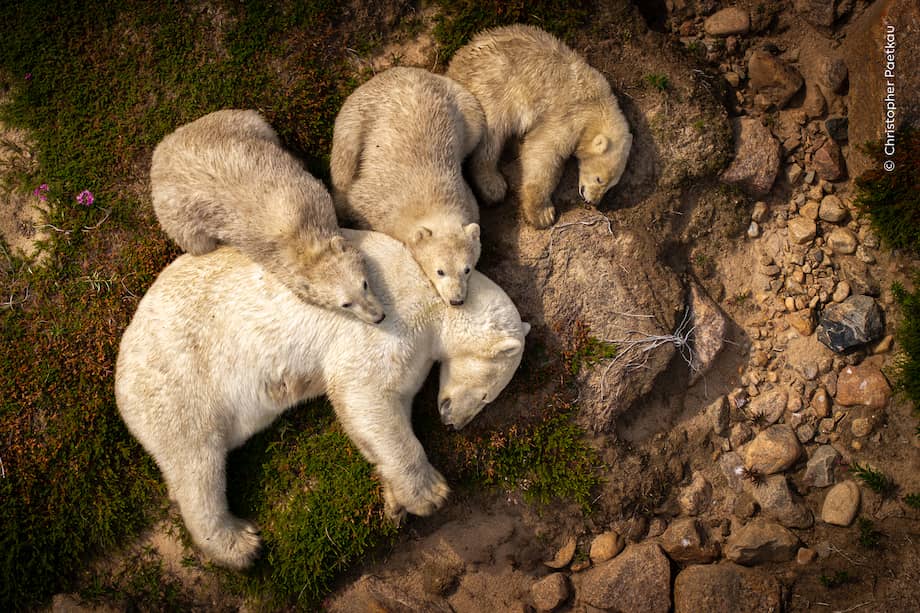 Una osa polar y sus tres cachorros descansan pacíficamente en el calor del verano. Los osos polares descansan tras su largo viaje hacia el norte a lo largo de la costa de la Bahía de Hudson en Canadá. La reducción del hielo marino dificulta que los osos polares cacen y encuentren alimento para sobrevivir en verano.