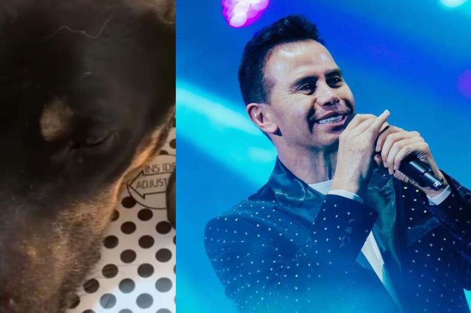 Luego del ataque con un machetazo, el cantante le dio tratamiento veterinario, la alimentó y la cuidó para su pronta recuperación.