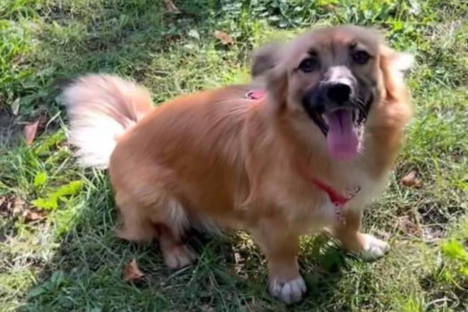 Mali fue rescatada en una zona afectada por la guerra en Ucrania y, tras un proceso de rehabilitación, hoy vive con su nueva familia en Alemania.