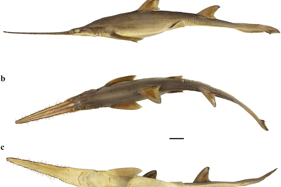 Todavía no hay una explicación de por qué estos tiburones sierra tienen seis hendiduras branquiales.
