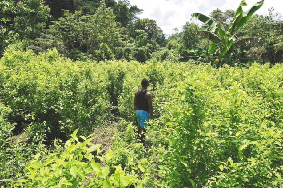 A orillas del río Rosario, en Nariño, queda la vereda Peña de los Santos. Según comprobamos, los cultivos y los laboratorios de coca inundan todo su paisaje. / Gustavo Torrijos - El Espectador