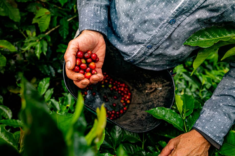 Imagen de referencia.