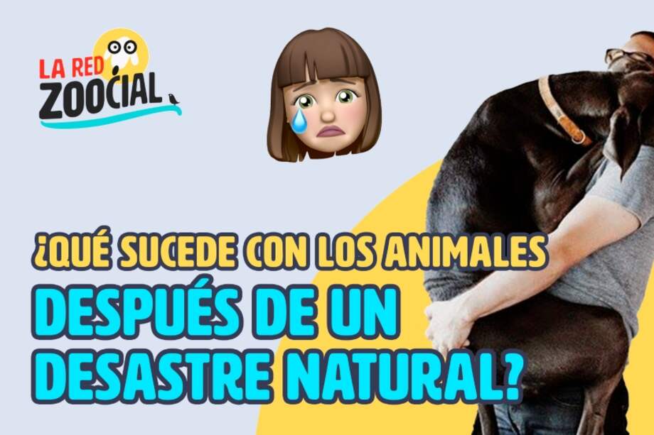 Las mascotas también fueron víctimas del paso del huracán Iota por el Caribe. ¿Qué se ha hecho por ellas?