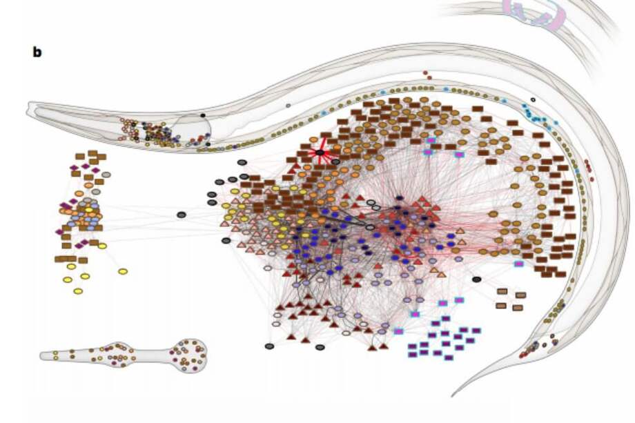 Gráfico del artículo publicado en Nature en el que se muestra el sistema nervioso adulto de C. elegans con los tractos nerviosos principales y los ganglios (anterior a la izquierda). / Nature