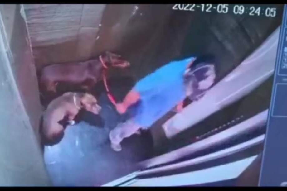 Sujeto golpea a sus perros en un ascensor.