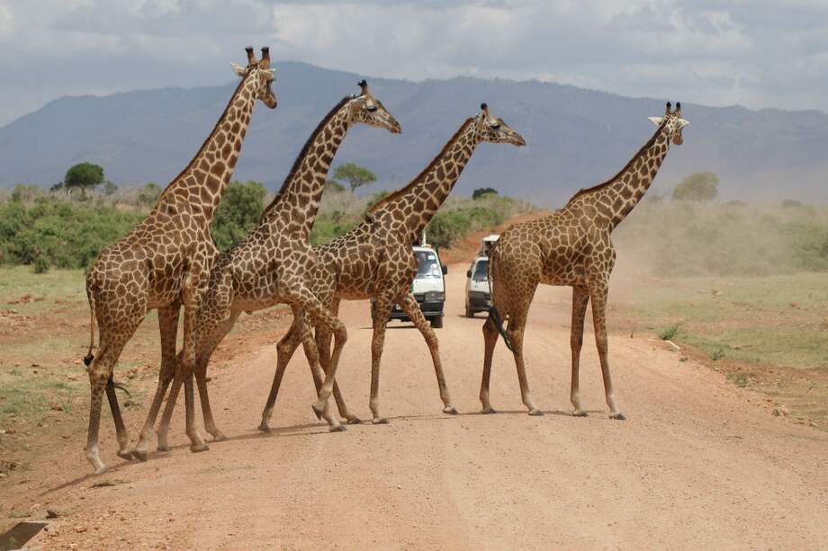 Cerca de 3,7 millones de kilómetros cuadrados de las áreas protegidas, es decir el 32,8%, están muy degradadas por la presión humana. / Pixabay