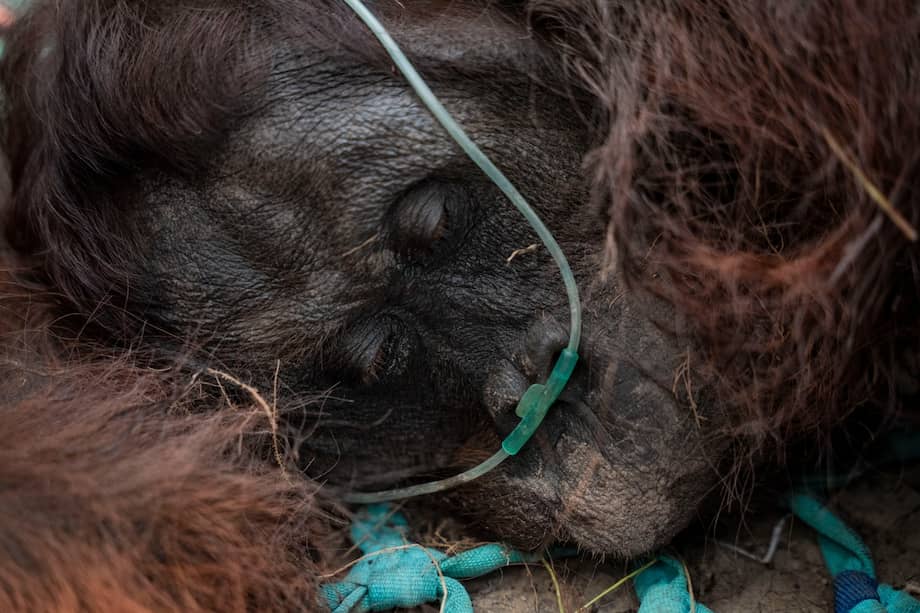 Este ejemplar fue llamado por los rescatistas como Sampurna y fue rescatado en medio de los fuertes incendios forestales que se registran en Indonesia.