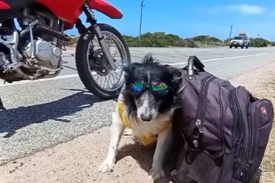 La historia de Pipo se ha transformado en un referente de apoyo emocional y adopción responsable.