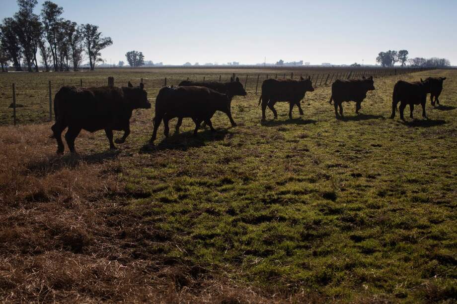 El Fondo del Ganado recauda cerca de $100.000 millones anuales. / Bloomberg