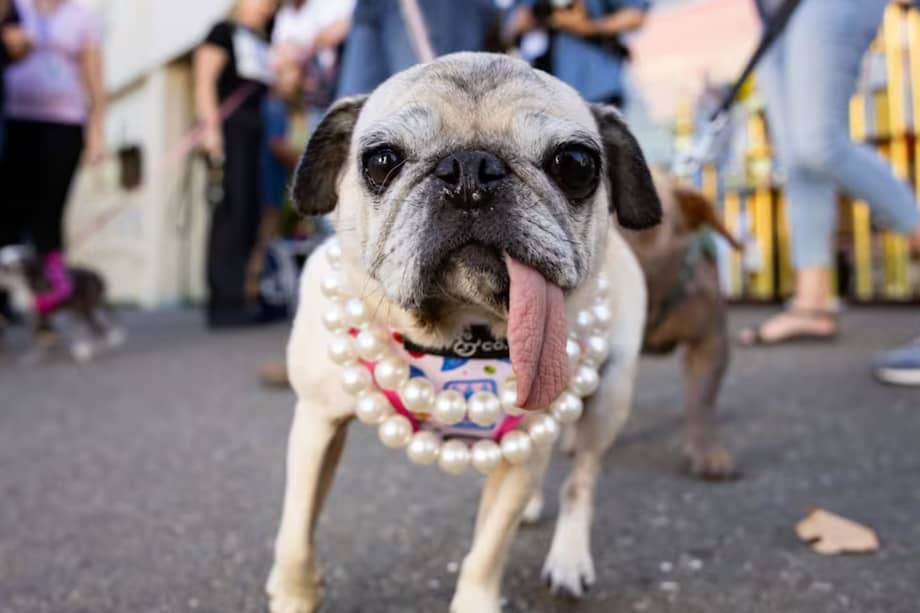 Jinny lu fue la ganadora de este año del concurso del perrito más feo del mundo