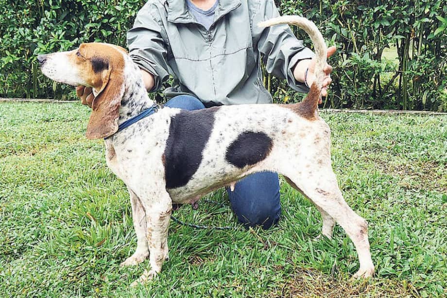 tomada de http://www.unperiodico.unal.edu.co/