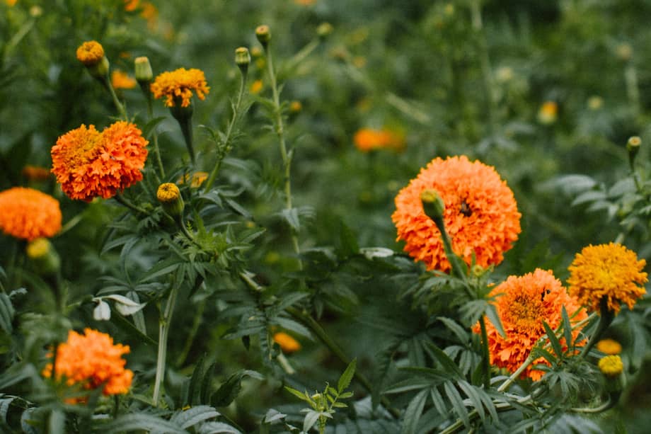 La flor de cempasúchil o flor de Día de Muertos es tradicional en esta festividad mexicana.