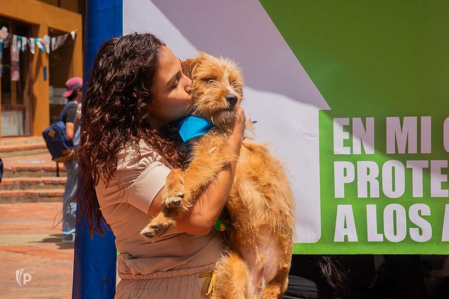 Desde hace cuatro años, la universidad organiza jornadas de adopción de perros y gatos dentro del campus.