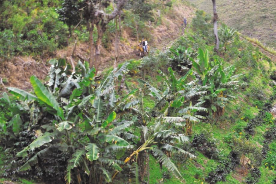 En total son $129,5 billones los recursos que se indican en el Conpes para el Plan marco de implementación. / Cristian Garavito-El Espectador.