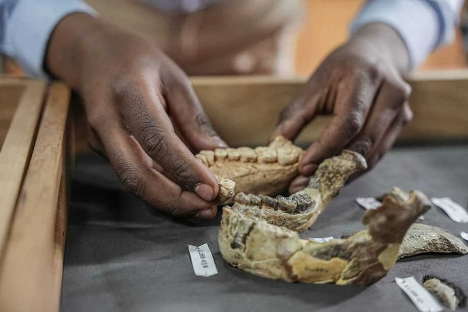 Imagen de referencia. Los científicos analizaron datos existentes de fósiles, dientes, metabolismo y fisiología de antepasados humanos y chimpancés.