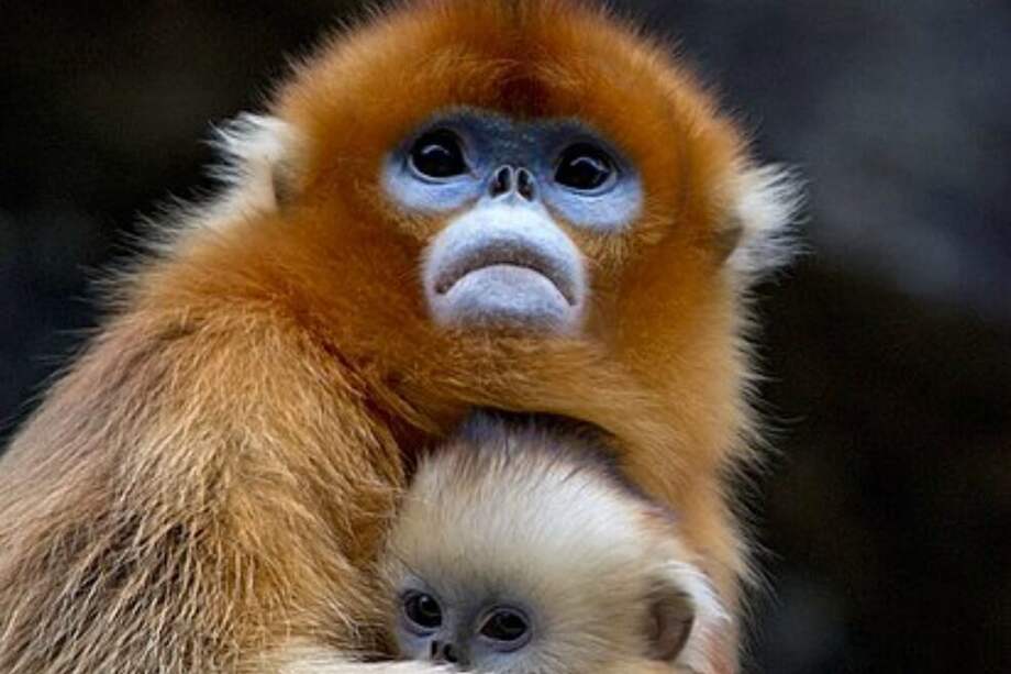 Científicos en la Reserva Natural Nacional de Shennongjia, ubicada en el centro de China, se ha dedicado a observar a un grupo de monos dorados (Rhinopithecus roxellana) y concretamente, a las monas y a sus bebés. / Giovanni Mari, Wikicommons, Flickr