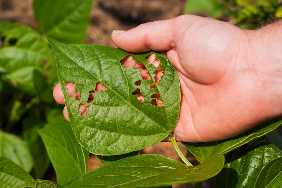 Plagas y cómo afectan las plantas