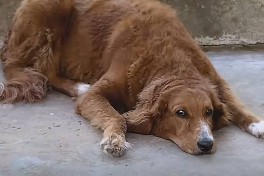 Kiara es una de las cuatro perritas que acompañan al presidente Abelardo de la Espriella y su familia.