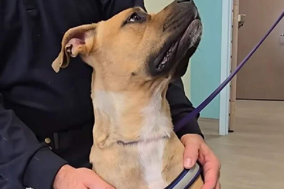 Una vez completada su recuperación, Frankie será evaluado conductualmente y recibirá todas las vacunas correspondientes.