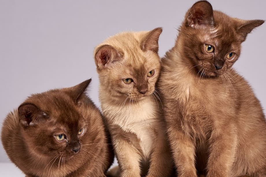 Te contamos cuáles son las razas de gatos más amigables y cariñosas. Descúbrelo aquí.
