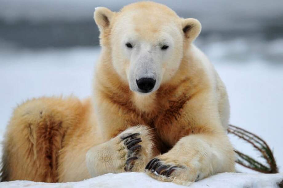 El popular oso murió en 2011 pero se desconocían las causas exactas que provocaron su fallecimiento. / Foto: AFP