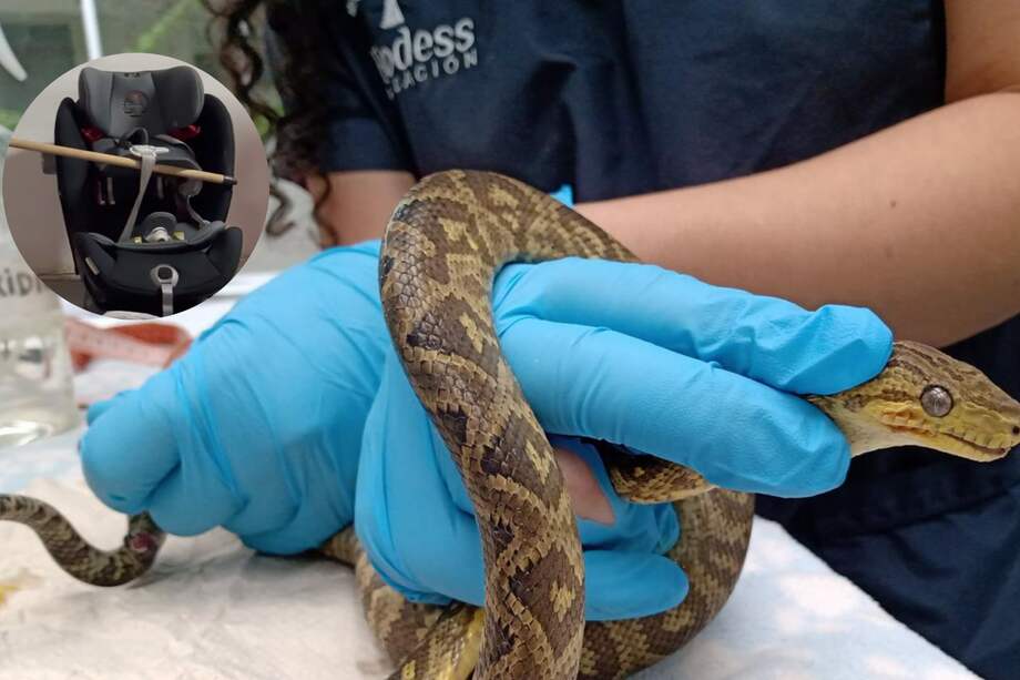 Las personas habían estado este
último fin de semana festivo en el Llano, por lo que se presume el animal ingresó a
la silla buscando refugio.