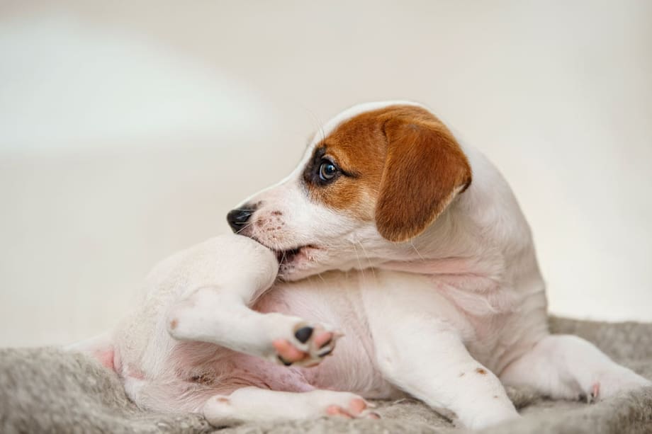 ¿Por qué mi perro no deja de rascarse?
Perro rascándose. perro se rasca