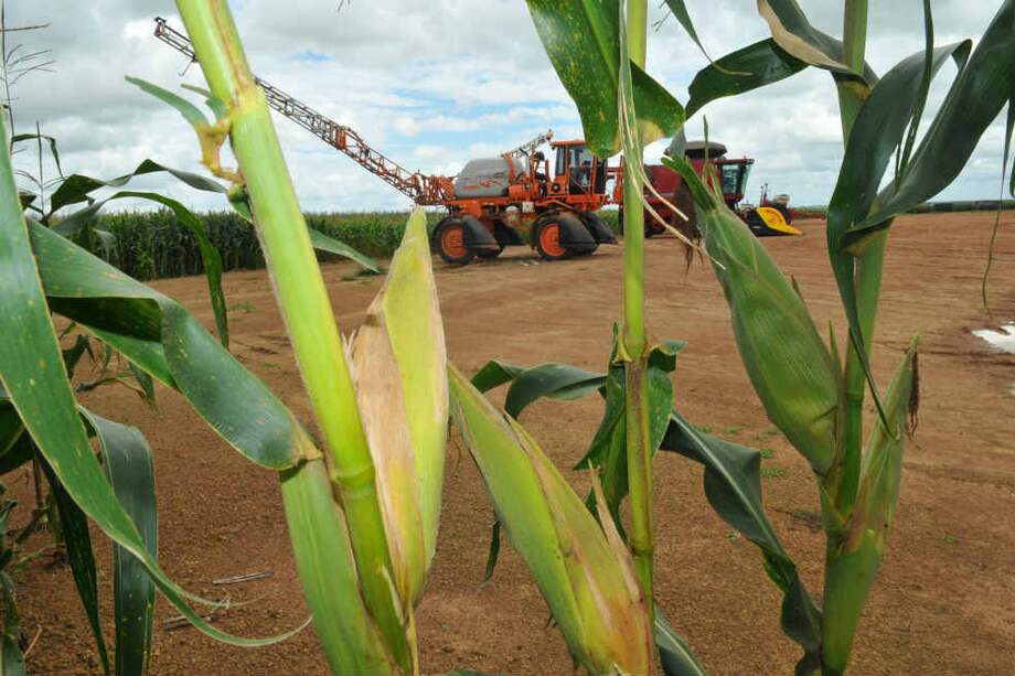 La multinacional Mónica Semillas explota a través de varias empresas casi 13.000 hectáreas en el Meta. / Archivo