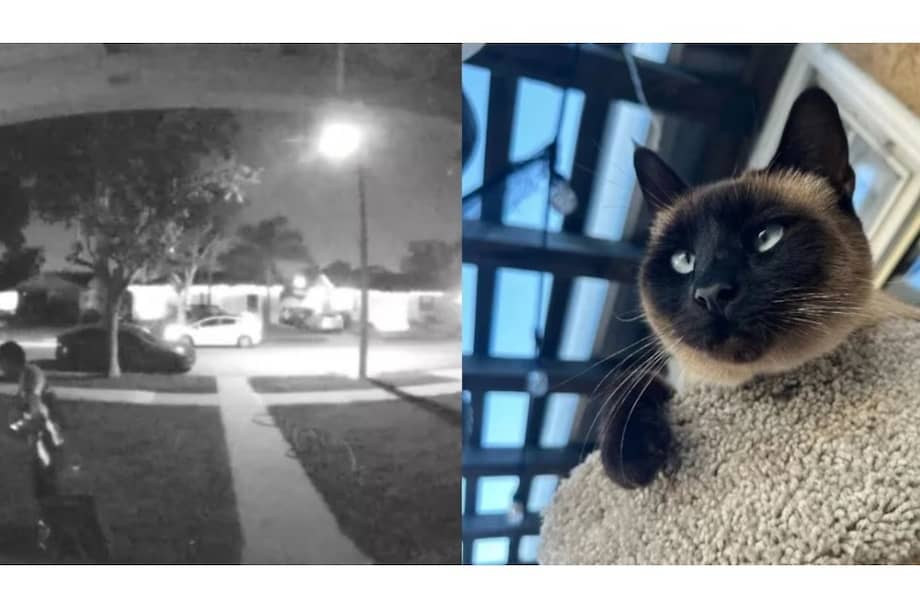 La dueña del animal, Diane Huff Medina, difundió el video en Facebook con el objetivo de pedir ayuda para recuperar a Piper, su gata, y visibilizar lo ocurrido.