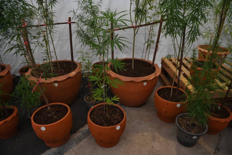 Es probable que todos los grandes grupos del sector pasen en los próximos cinco años al CBD, una vez que se clarifiquen las reglas, estimó la agencia de estudios Euromonitor. / Lillian Suwanrumpha / AFP