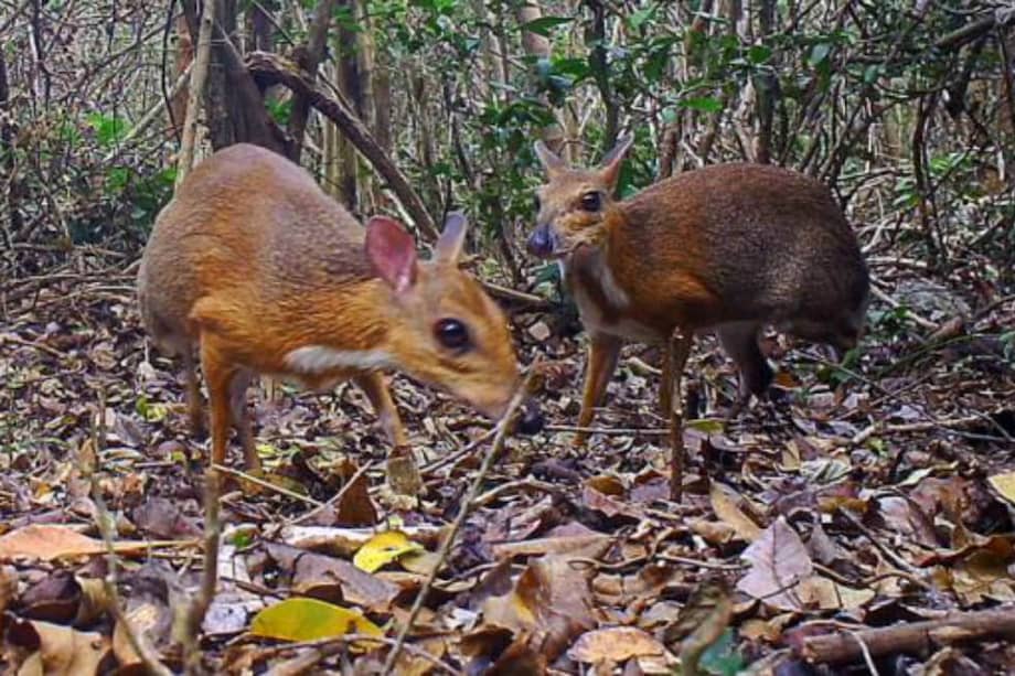 Científicos lograron fotografiar ejemplares de un mamífero rumiante endémico de Vietnam que no había sido visto en 25 años. / AFP