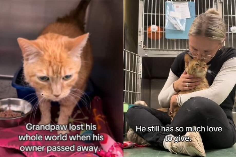 A pesar del dolor y la confusión, Grandpaw sigue mostrando afecto y ternura.