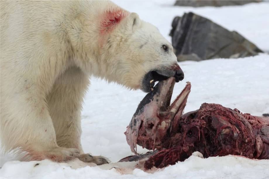 Un oso polar alimentándose de los restos de un delfín de pico blanco en julio de 2014. / Tomada de El País / Samuel Blanc / www.sblanc.com