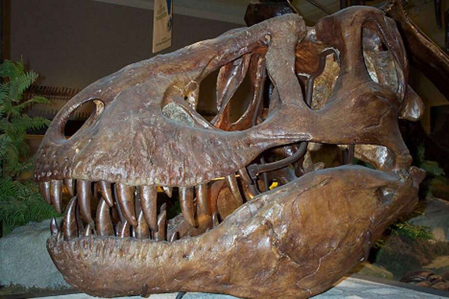 EE.UU. devuelve a Mongolia fósil robado de tiranosaurio