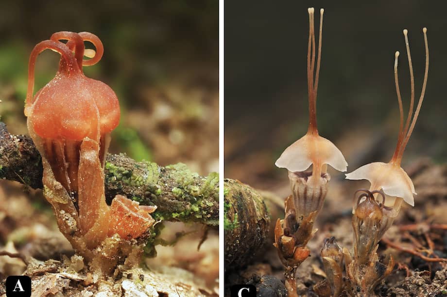Thismia selangorensis, la nueva planta descubierta en Malasia. /Tomada de la investigación publicada en PhytoKeys.