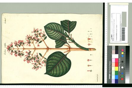 Remedios para el imperio: la quina de Mutis