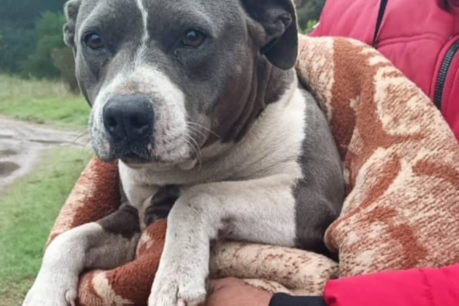 Un operativo con autoridades y organizaciones permitió rescatar a Aylin y devolverla a su hogar.