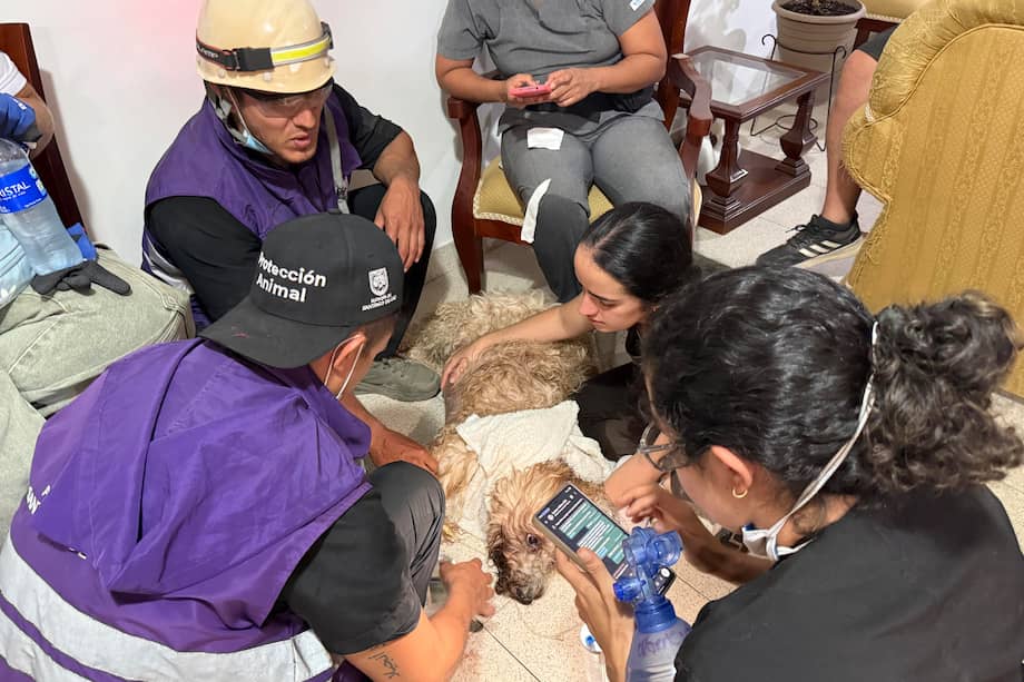 Personal de Protección animal revisan a Antonio, un perro rescatado con vida a más de nueve metros de profundidad entre los escombros de un edificio de Torres del Limonar, este miércoles en Cali (Colombia). Antonio fue encontrado en una zona despejada que había quedado debajo de la torre de apartamentos colapsada. Los rescatistas escucharon y observaron movimiento hasta que lograron llegar hasta él.