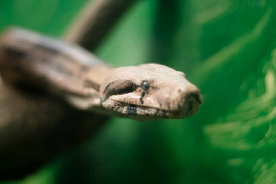 / Foto: Flickr Mario Pleitez