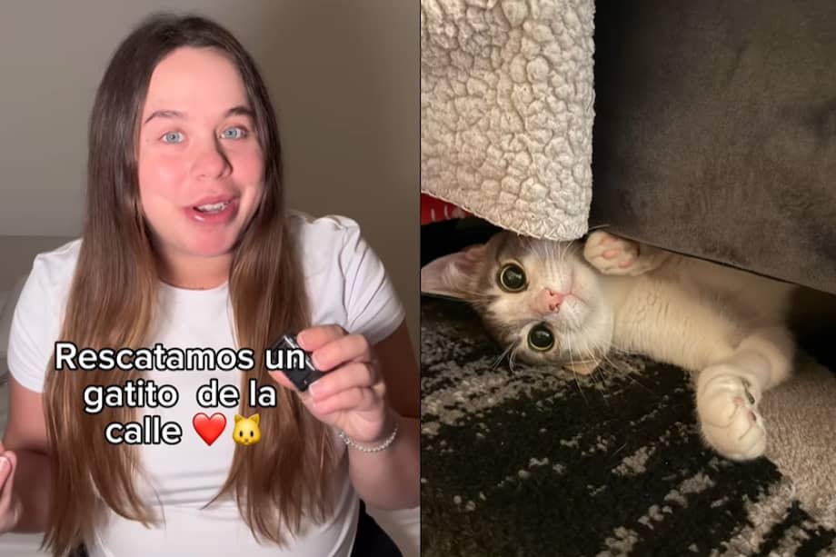 El gato lleva con la familia cerca de dos semanas.