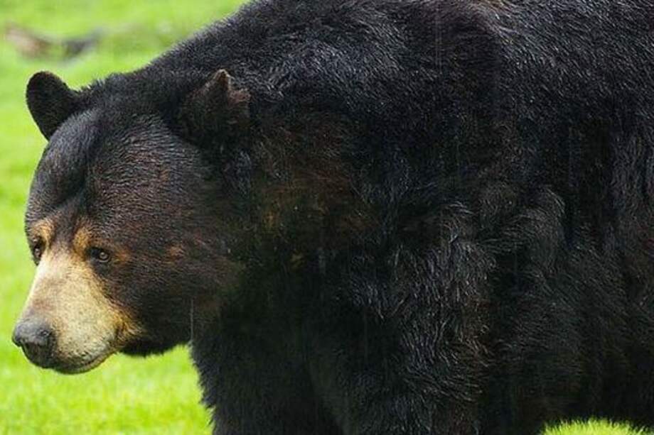Segundo oso de anteojos hallado muerto en un parque natural en Boyacá