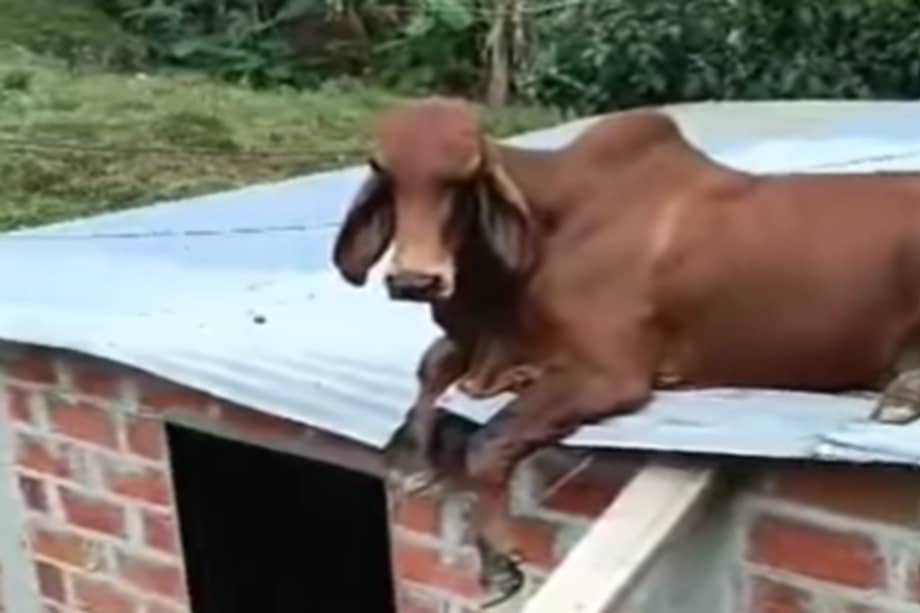 La construcción pudo aguantar el peso del animal, lo que permitió que la vaca pudiera mantenerse en la misma posición durante bastante tiempo.