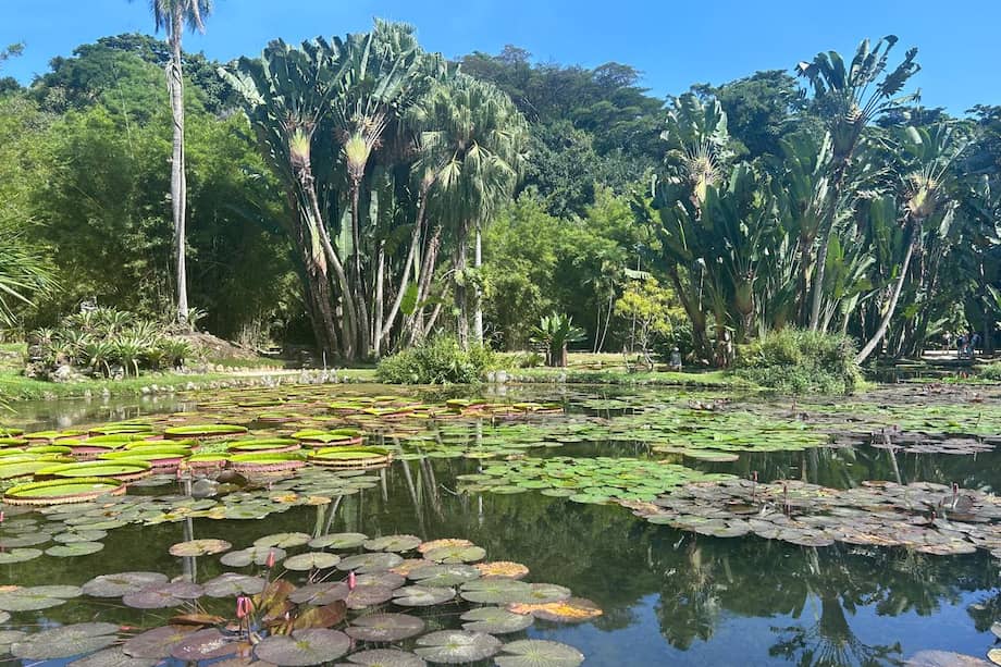 La victoria amazonica es una atracción destacada en el Jardín Botánico de Río de Janeiro. Estas plantas acuáticas gigantes, que flotan en los estanques del jardín, pueden sostener un peso considerable y presentan flores blancas que cambian de color.