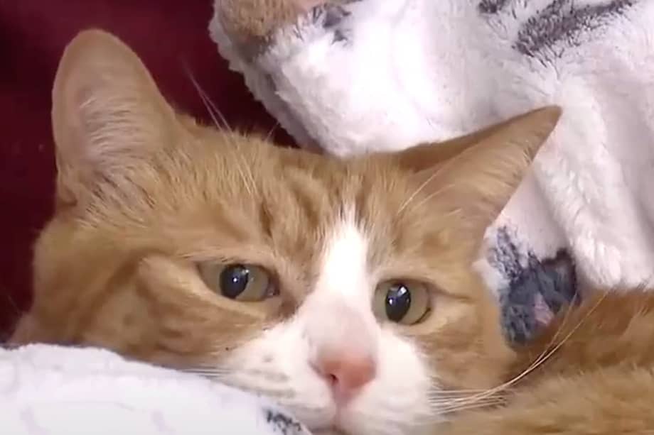 Cuando Sunny-Loo llegó a Colorado, estaba comprensiblemente débil y demacrada