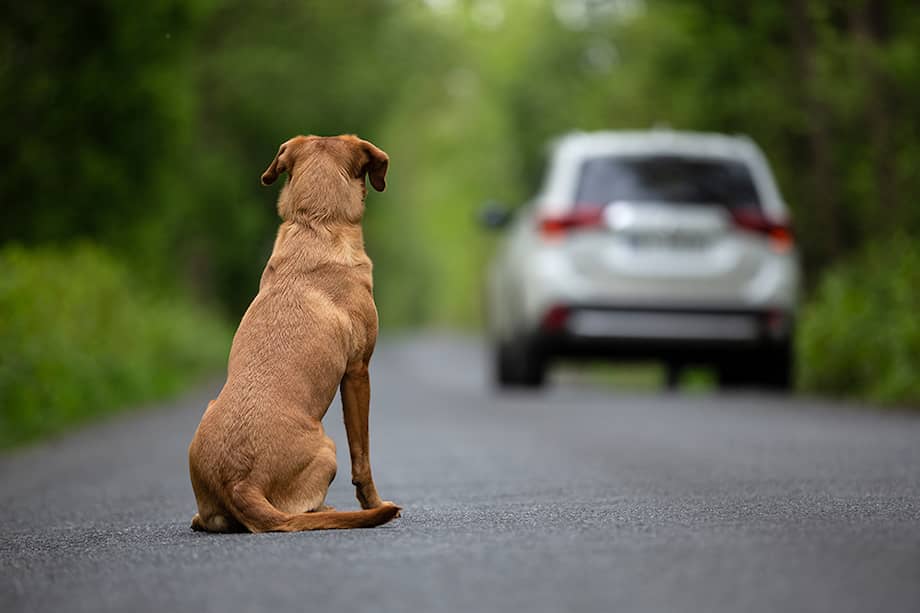 ¿Qué responsabilidad tiene un conductor al atropellar un animal? Esta es la sanción