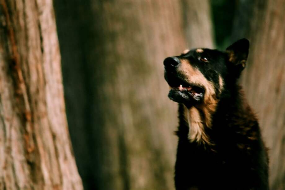 Flickr / Fernando Gallegos