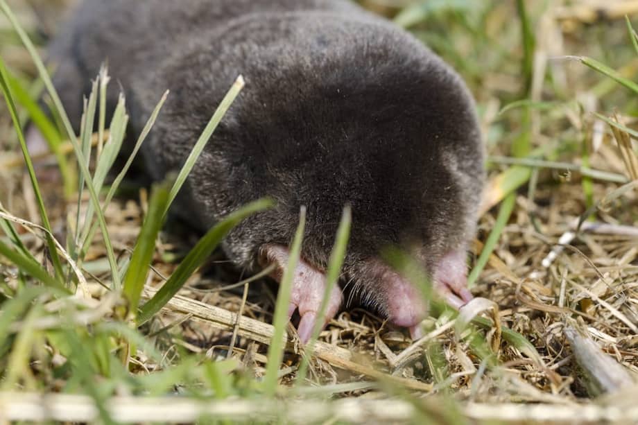 Las hembras topo producen testosterona, la principal hormona sexual de los machos.