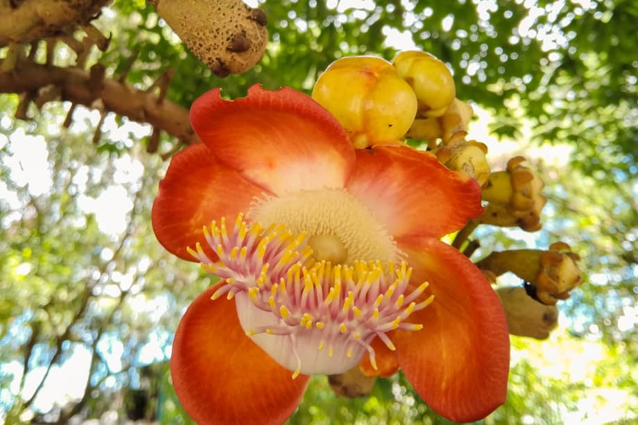 Hasta el momento han logrado registrar el polen de 100 especies. En la foto aparece Granadillo (Couroupita guianensis). /Paula A. Rodríguez, profesora de la Facultad de Ciencias, UNAL Sede Medellín.